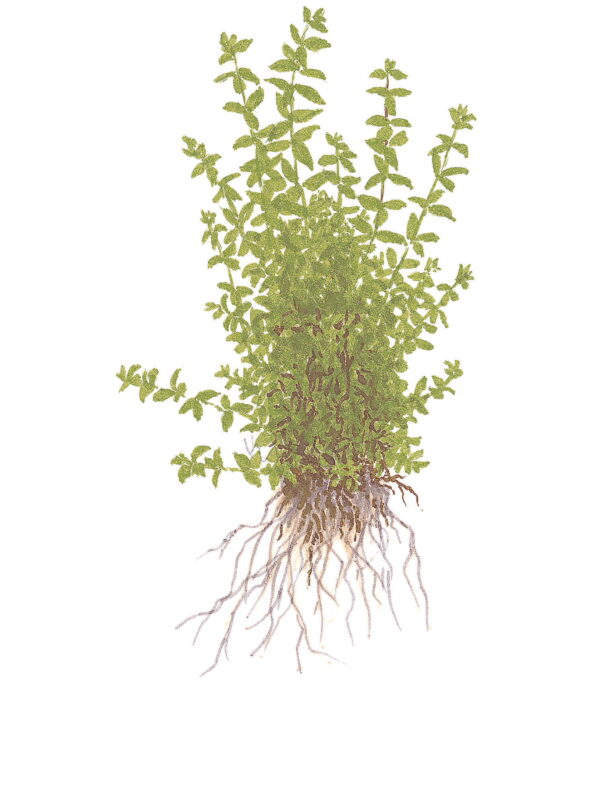 TC Hemianthus Micranthemoides