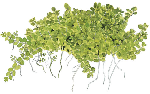TC Micranthemum Callitrichoides Cuba