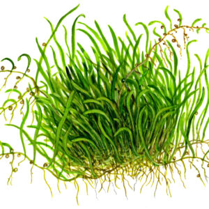 TC Utricularia Graminifolia