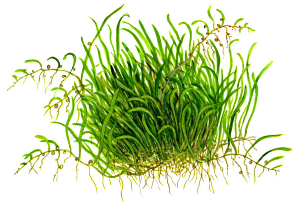 TC Utricularia Graminifolia
