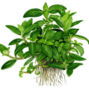 TC Staurogyne Repens