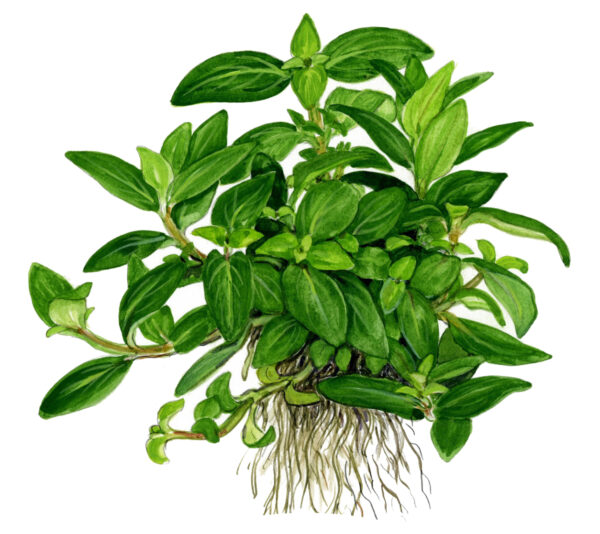 TC Staurogyne Repens