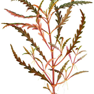 TC Hygrophila Pinnatifida