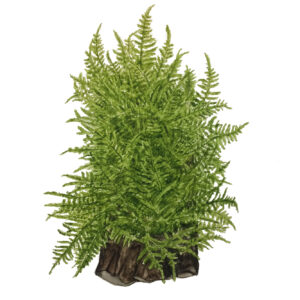 TC Taxiphyllum Taiwan Moss