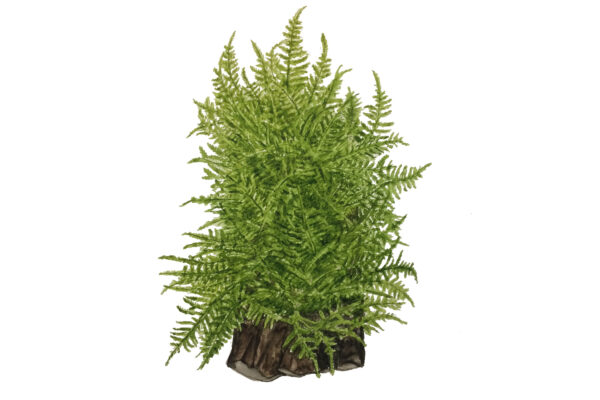 TC Taxiphyllum Taiwan Moss