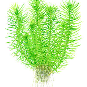 TC Pogostemon Deccanensis