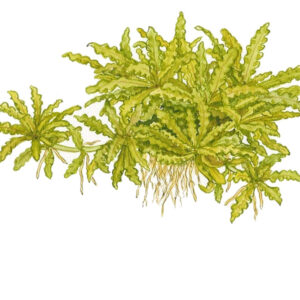 TC Pogostemon Helferi