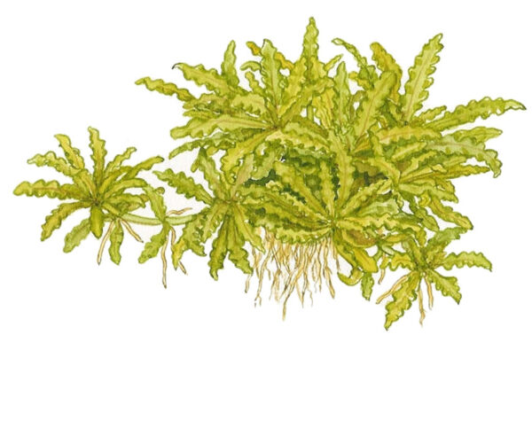 TC Pogostemon Helferi