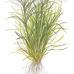 TC Blyxa Japonica