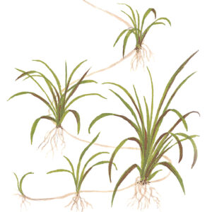TC Helanthium Tenellum Green