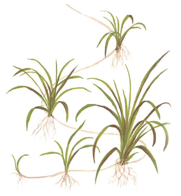 TC Helanthium Tenellum Green