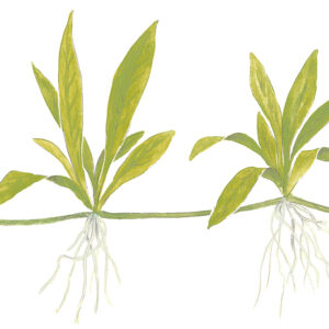 TC Helanthium Quadricostatus