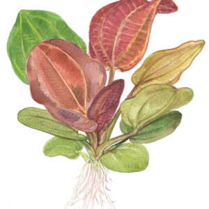 TC Echinodorus 'Reni'