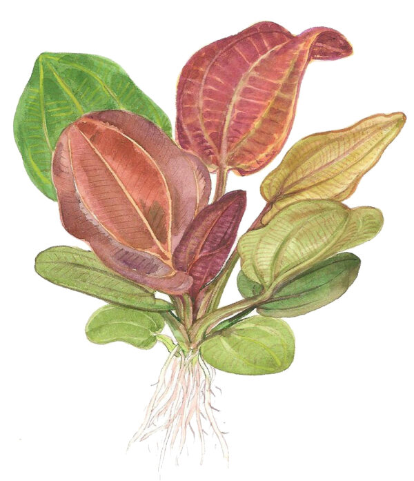 TC Echinodorus 'Reni'