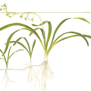 TC Sagittaria Subulata