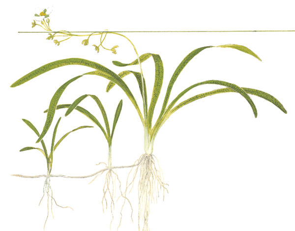 TC Sagittaria Subulata