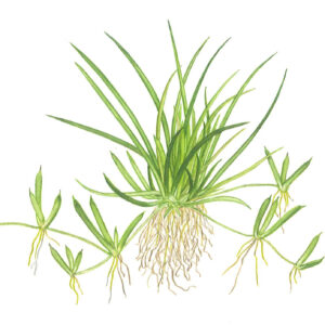 TC Littorella Uniflora