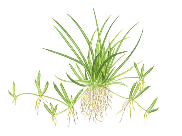 TC Littorella Uniflora