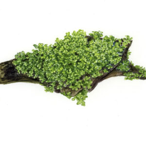 TC Riccardia Chamedryfolia