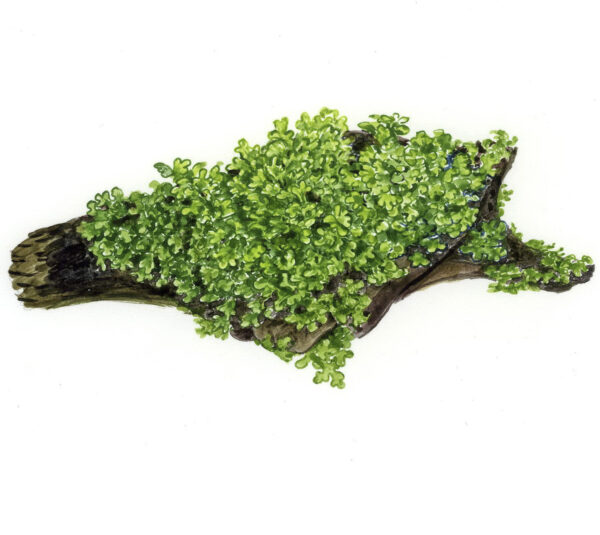TC Riccardia Chamedryfolia