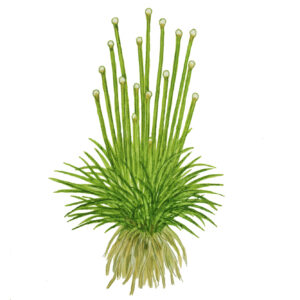 TC Eriocaulon Cinereum