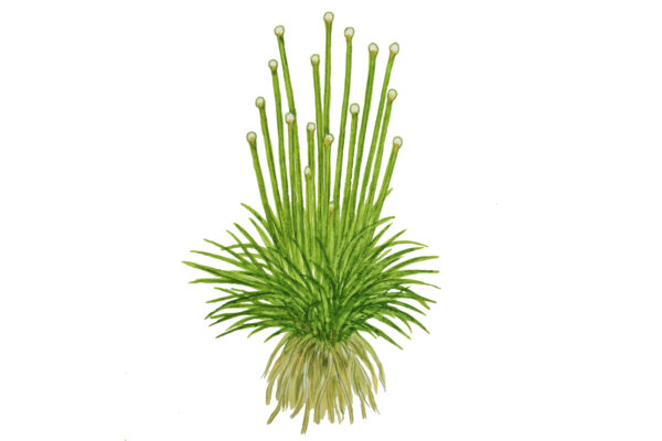 TC Eriocaulon Cinereum