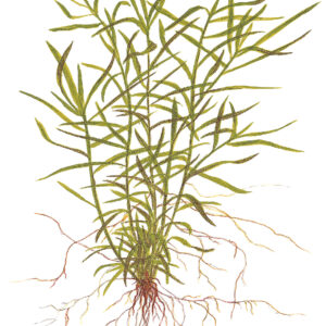 TC Heteranthera Zosterifolia