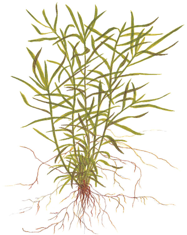 TC Heteranthera Zosterifolia