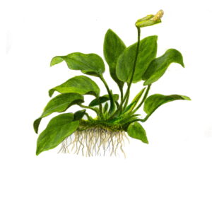 TC Anubias barteri var. nana