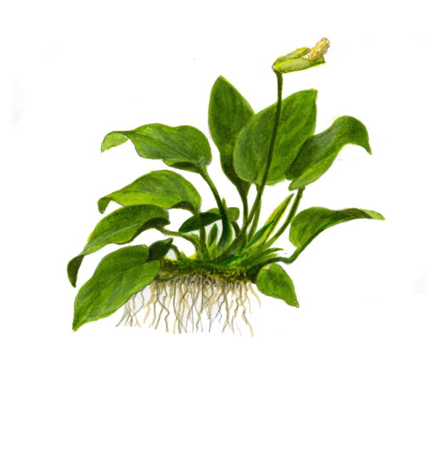 TC Anubias barteri var. nana