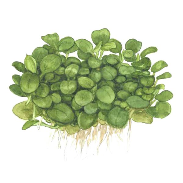 TC Anubias 'Mini Coin'