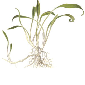 TC Cryptocoryne Parva