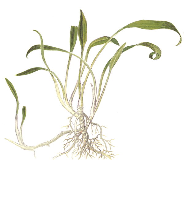 TC Cryptocoryne Parva