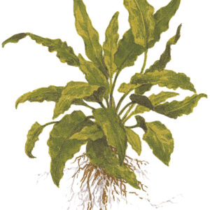 TC Cryptocoryne Wendtii Green