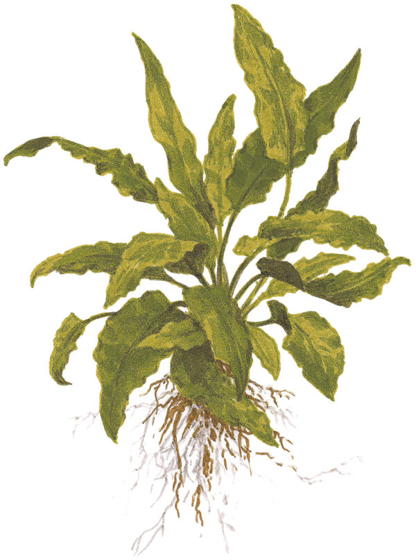 TC Cryptocoryne Wendtii Green