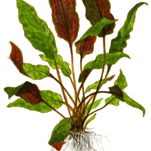 TC Cryptocoryne Wendtii 'Mi Oya'