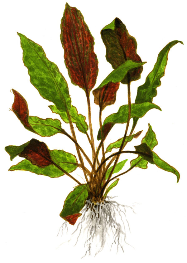 TC Cryptocoryne Wendtii 'Mi Oya'