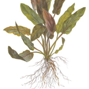 TC Cryptocoryne Undulatus  'Broad Leaf'
