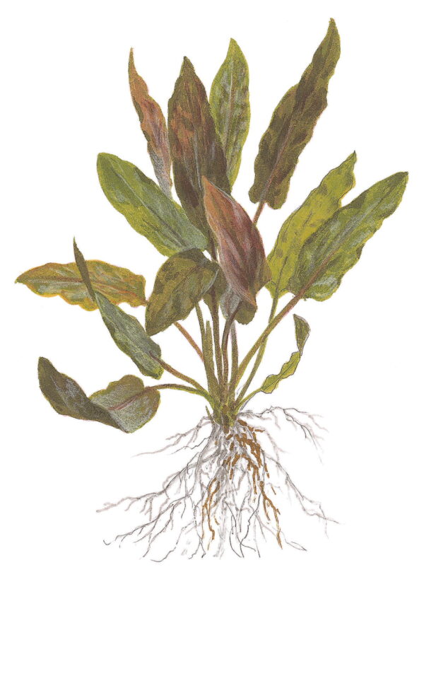 TC Cryptocoryne Undulatus  'Broad Leaf'