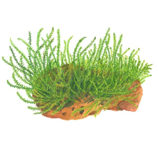 TC Leptodictyum Riparium