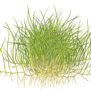 TC Eleocharis Pusilla