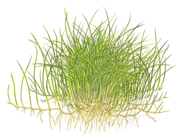 TC Eleocharis Pusilla