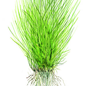 TC Eleocharis Acicularis