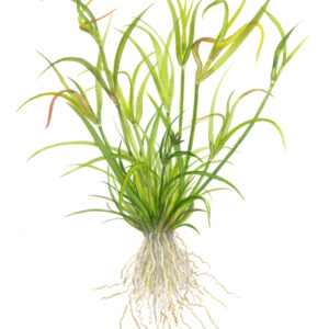 TC Juncus Repens