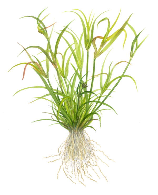 TC Juncus Repens