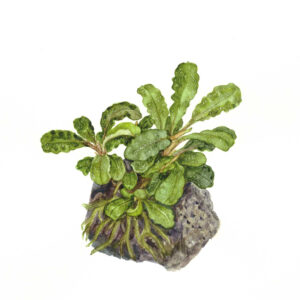TC Bucephalandra Pygmaea 'Bukit Kelam'