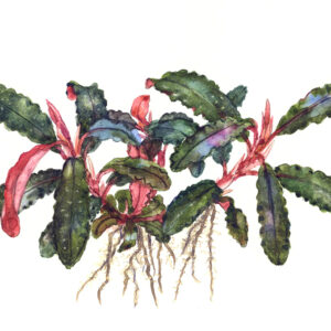 TC Bucephalandra ‘Kedagang’