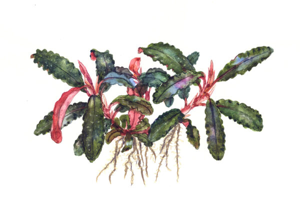 TC Bucephalandra ‘Kedagang’