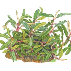 TC Bucephalandra sp. ’Needle Leaf’