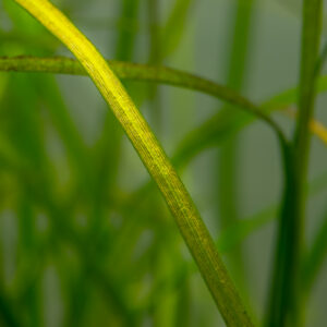 Close-up of TC Saggitaria Subulata Needle Leaf plant with slender green foliage